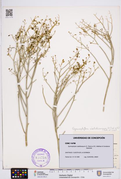 Gymnophyton isatidicarpum [Espécimen: ]