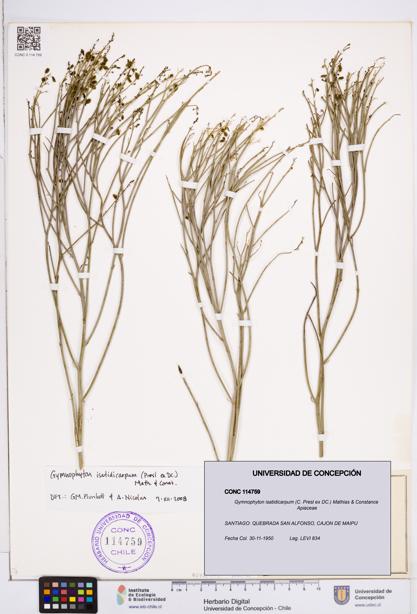 Gymnophyton isatidicarpum [Espécimen: ]