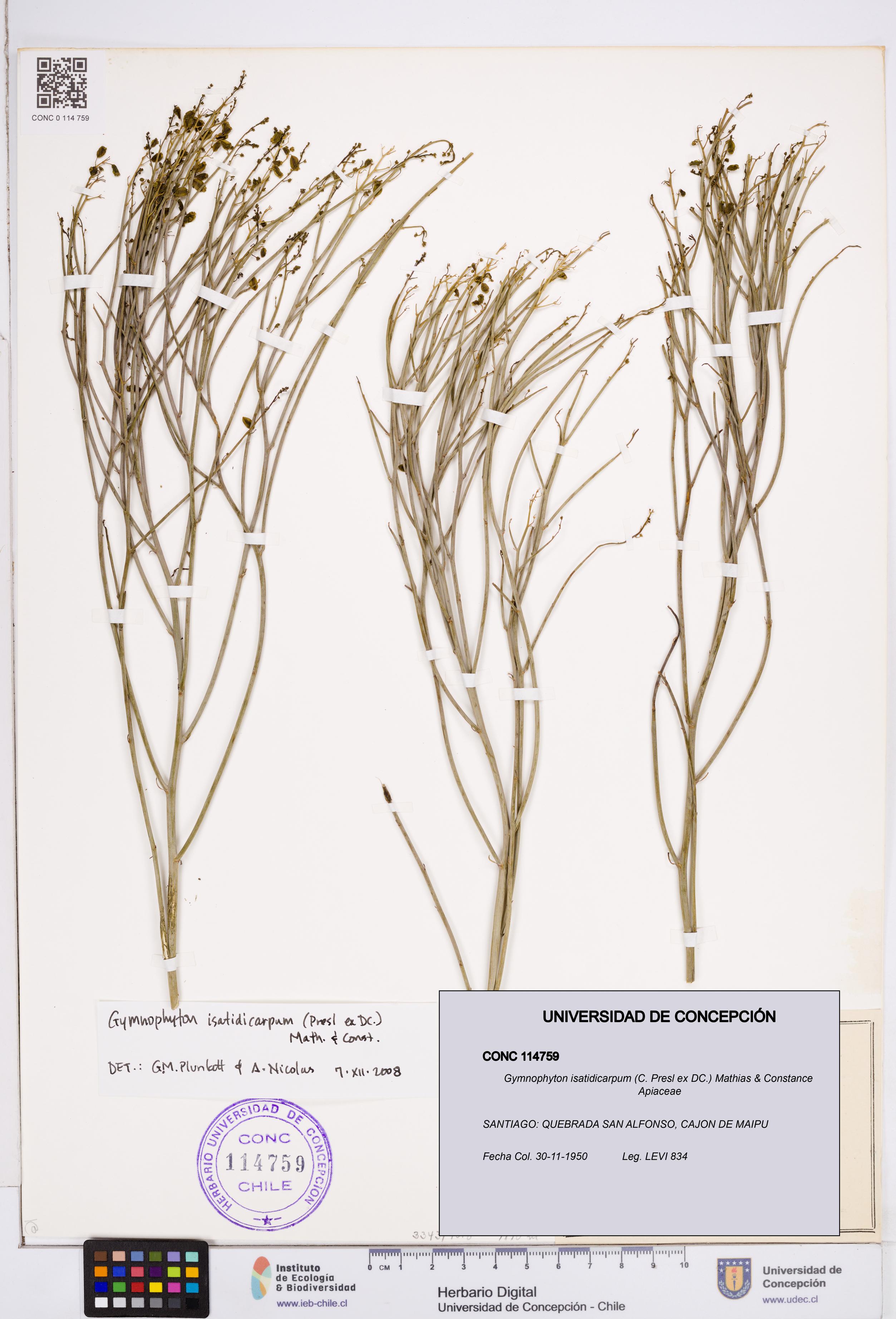 Gymnophyton isatidicarpum [Espécimen: ]