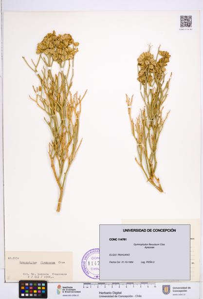 Gymnophyton flexuosum [Espécimen: ]