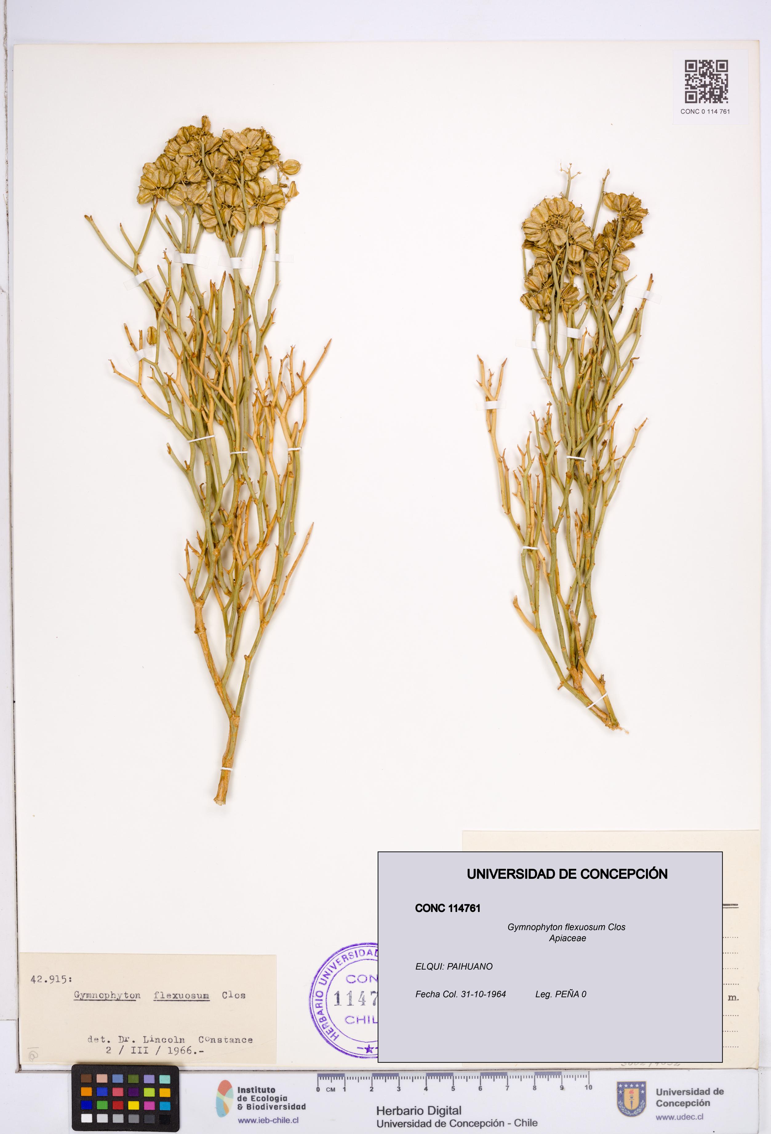 Gymnophyton flexuosum [Espécimen: ]