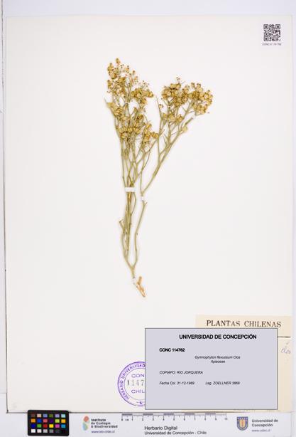 Gymnophyton flexuosum [Espécimen: ]