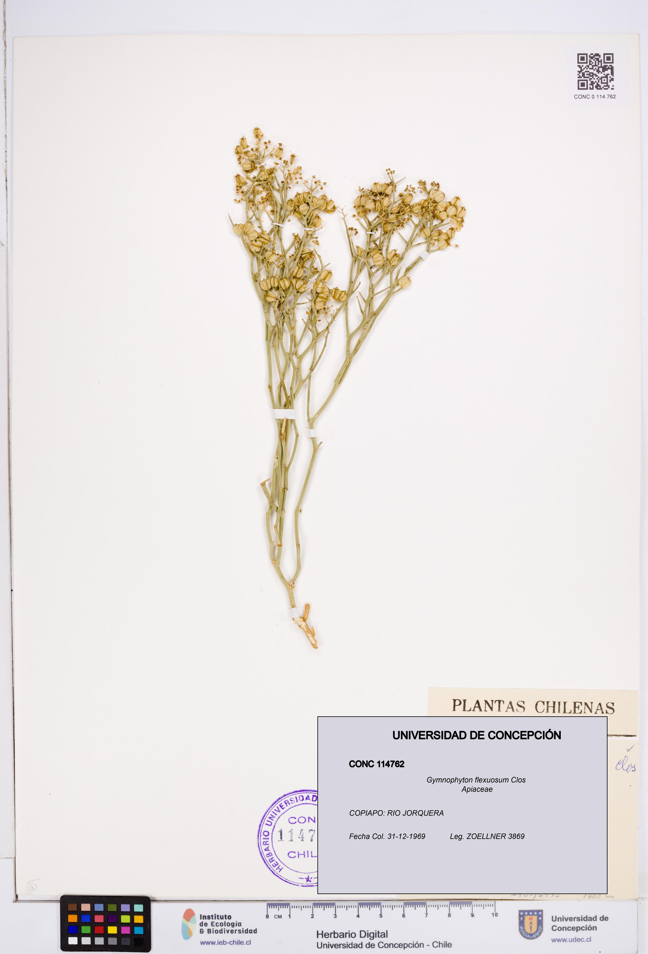 Gymnophyton flexuosum [Espécimen: ]