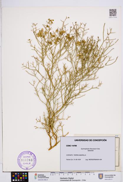 Gymnophyton flexuosum [Espécimen: ]