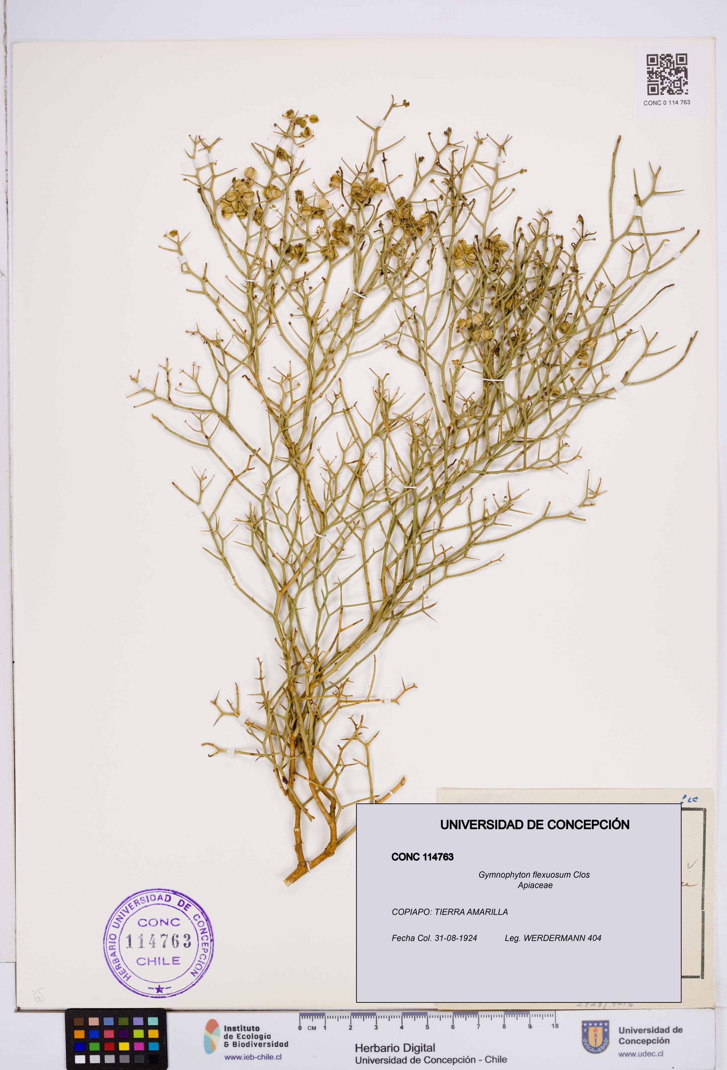 Gymnophyton flexuosum [Espécimen: ]
