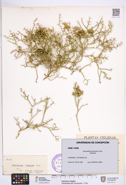 Gymnophyton flexuosum [Espécimen: ]