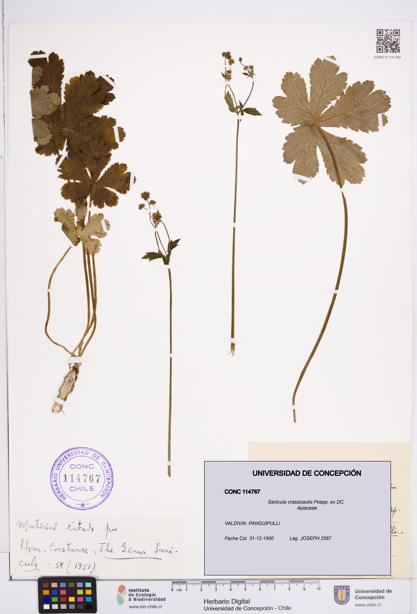 Sanicula crassicaulis [Espécimen: ]