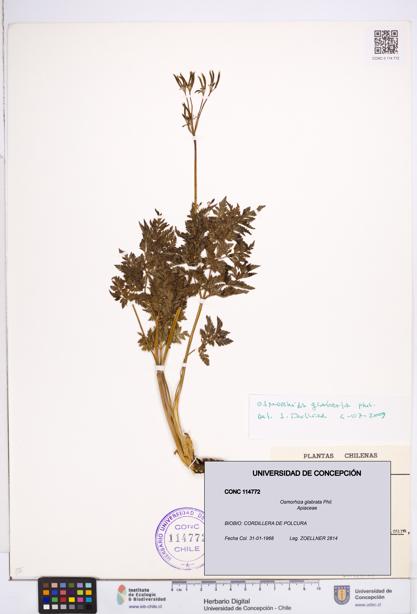 Osmorhiza glabrata [Espécimen: ]