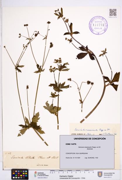 Sanicula crassicaulis [Espécimen: ]