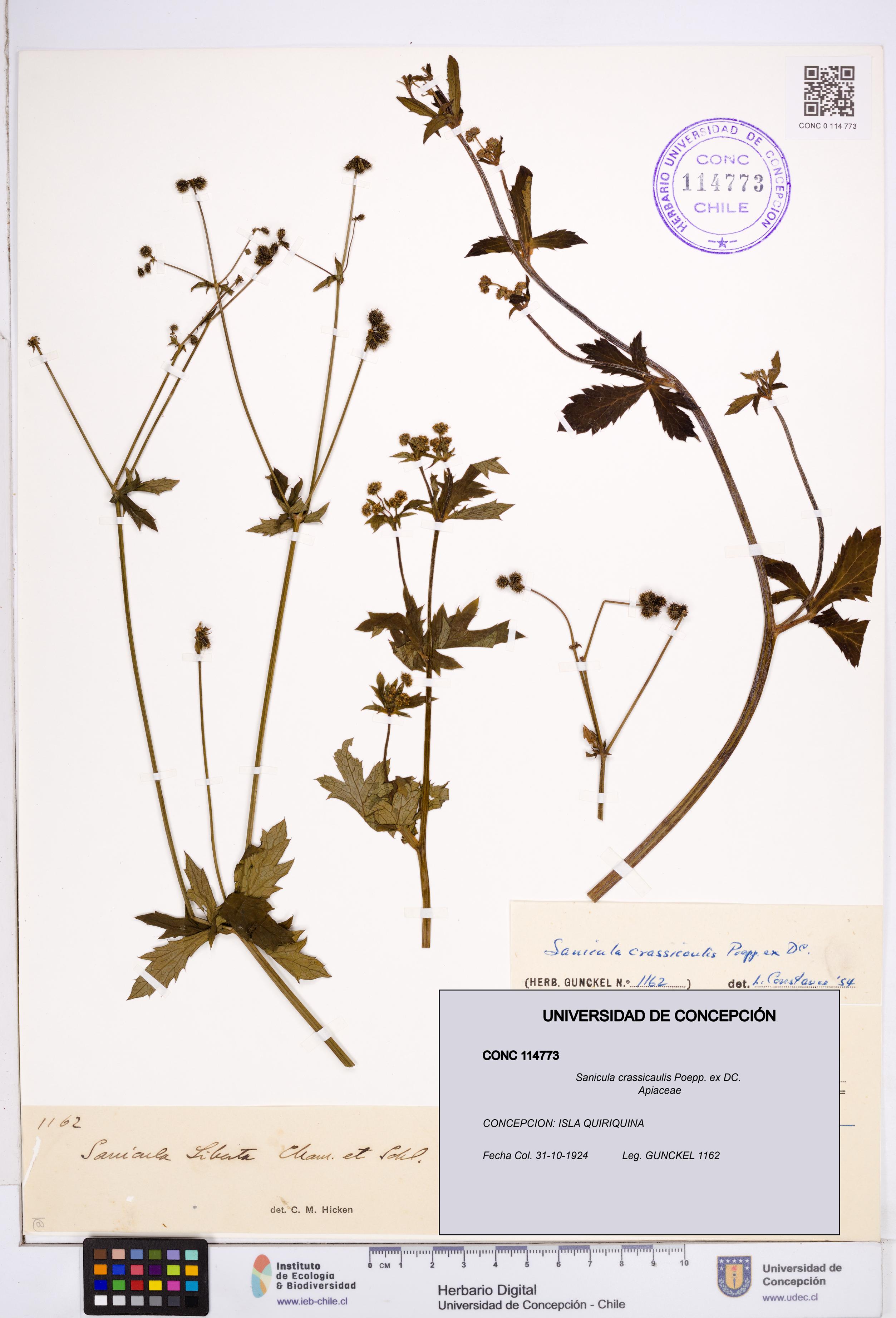 Sanicula crassicaulis [Espécimen: ]