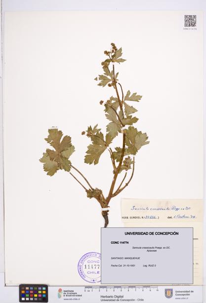 Sanicula crassicaulis [Espécimen: ]