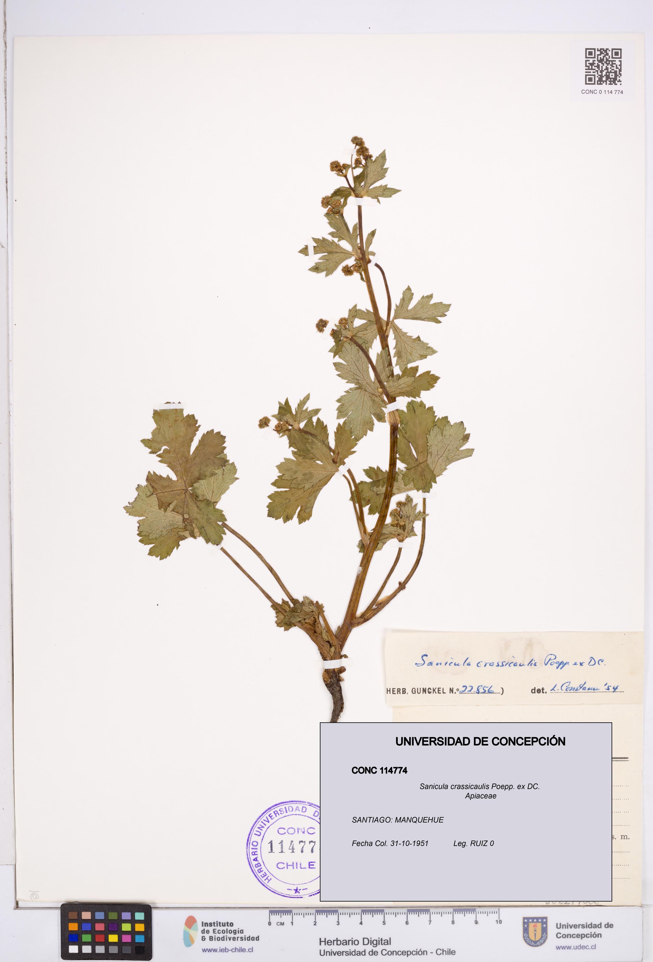 Sanicula crassicaulis [Espécimen: ]