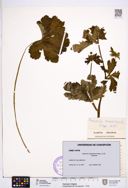 Sanicula crassicaulis [Espécimen: ]