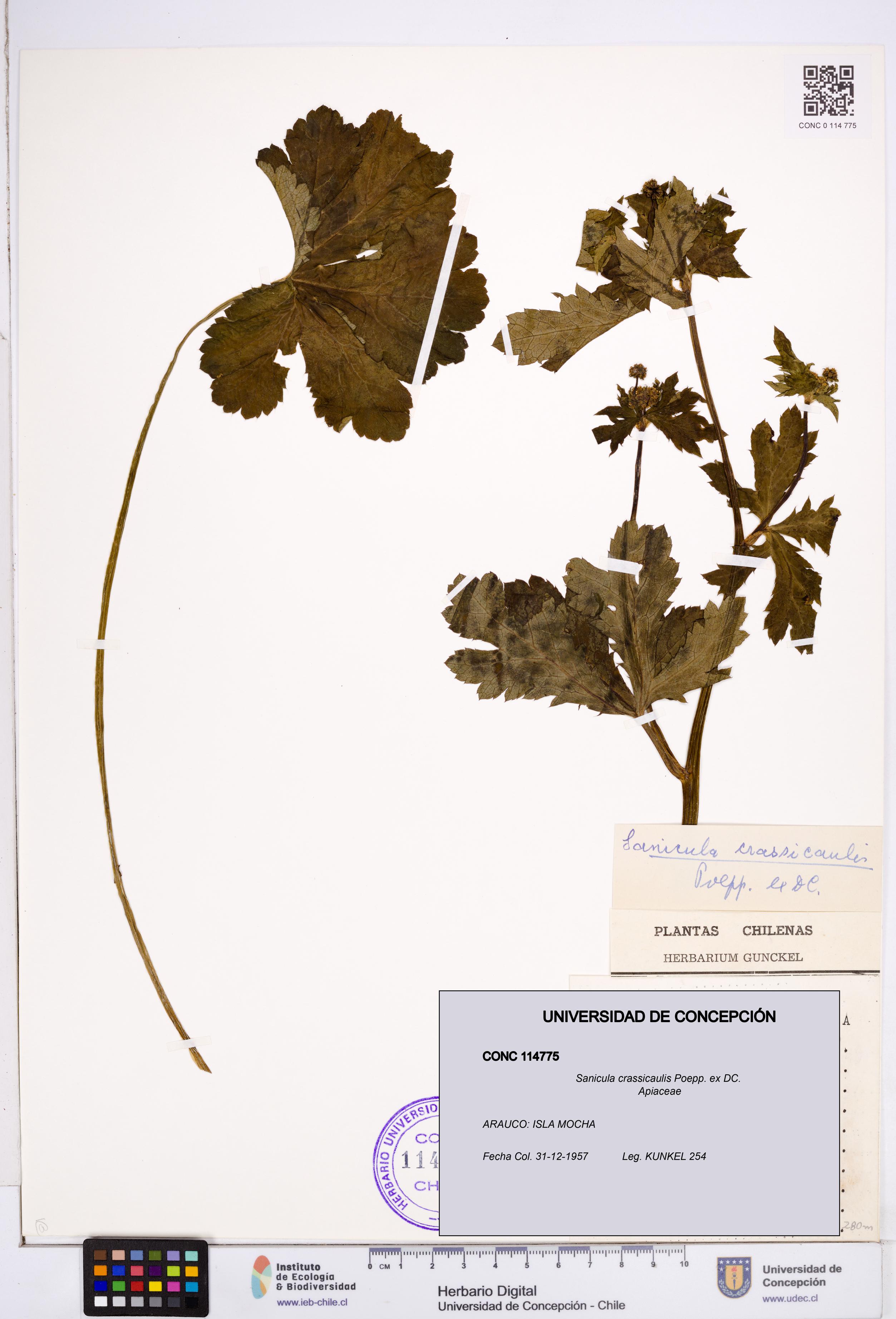 Sanicula crassicaulis [Espécimen: ]