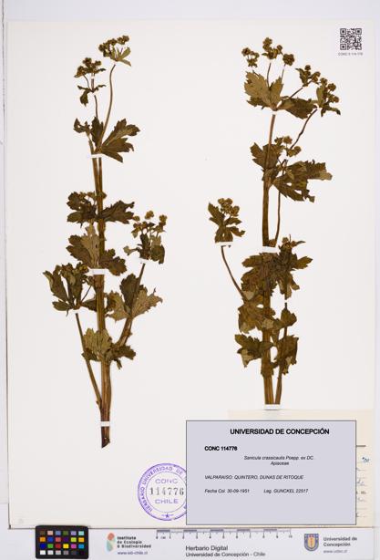 Sanicula crassicaulis [Espécimen: ]