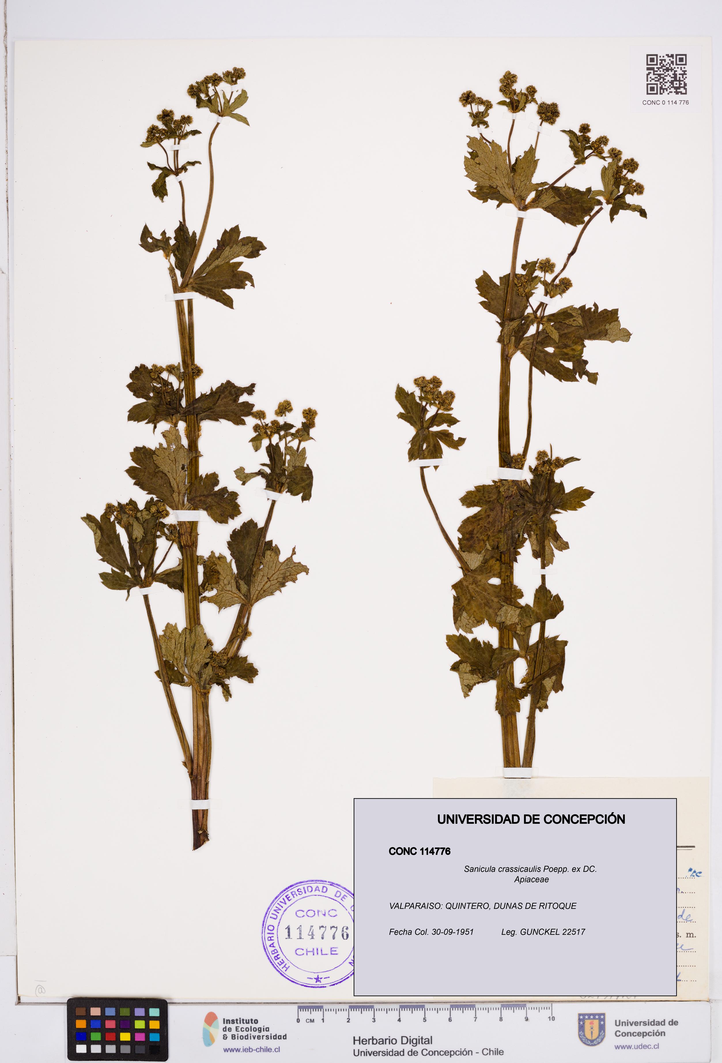 Sanicula crassicaulis [Espécimen: ]