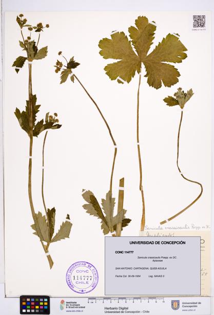 Sanicula crassicaulis [Espécimen: ]