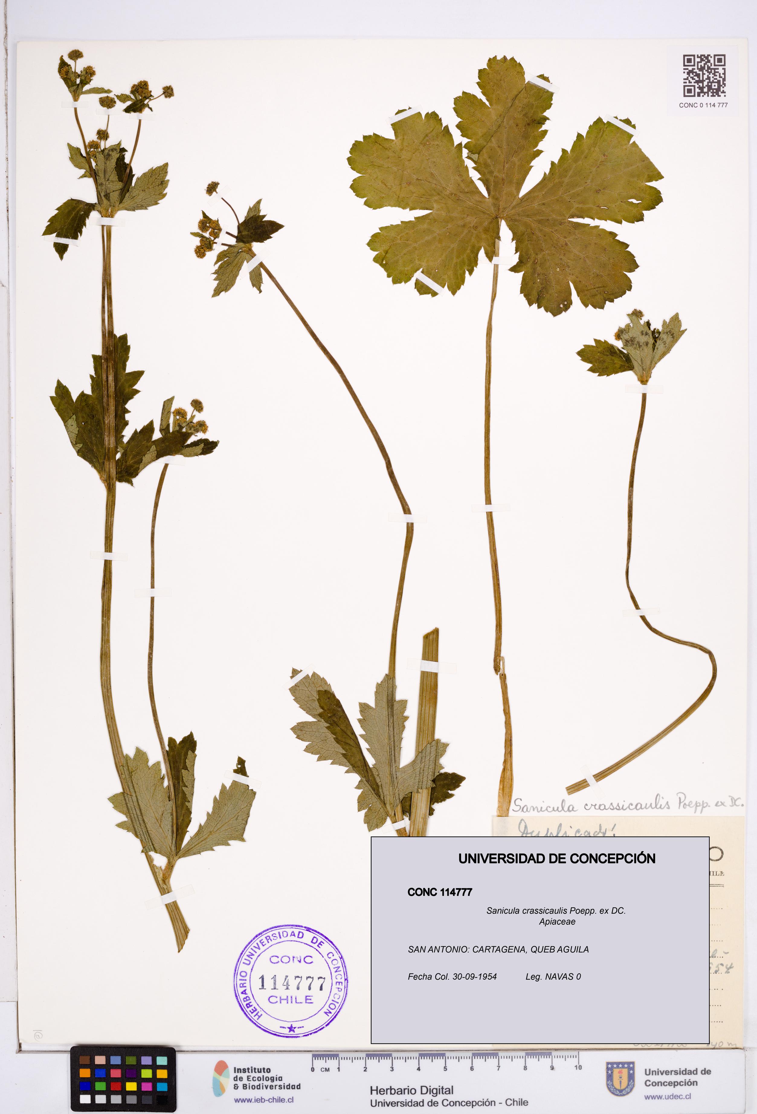 Sanicula crassicaulis [Espécimen: ]