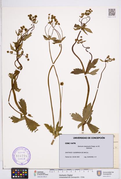 Sanicula crassicaulis [Espécimen: ]