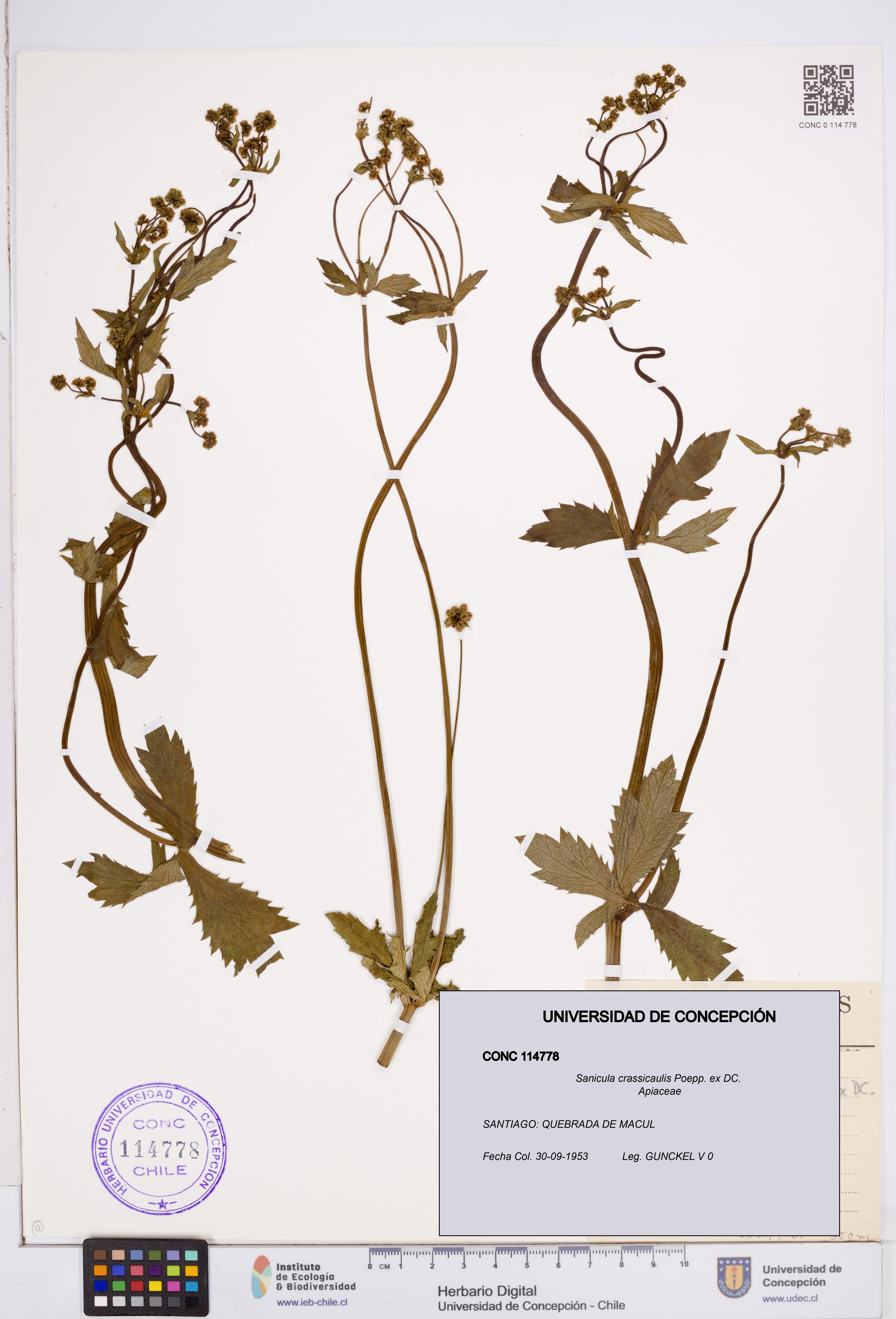 Sanicula crassicaulis [Espécimen: ]