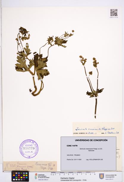 Sanicula crassicaulis [Espécimen: ]