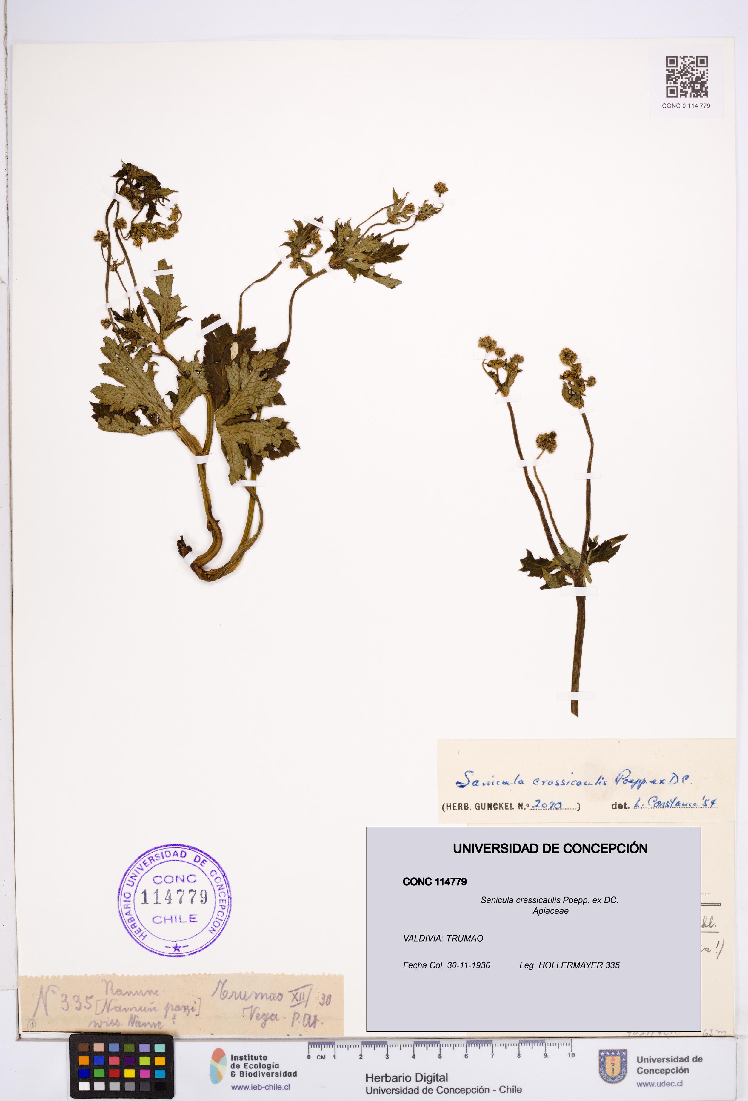 Sanicula crassicaulis [Espécimen: ]