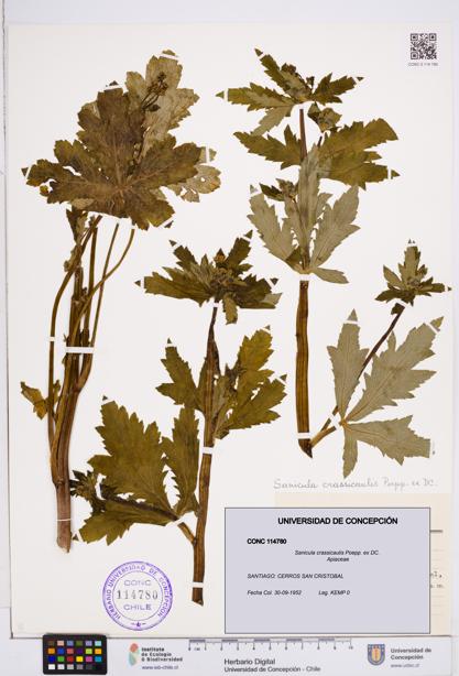 Sanicula crassicaulis [Espécimen: ]