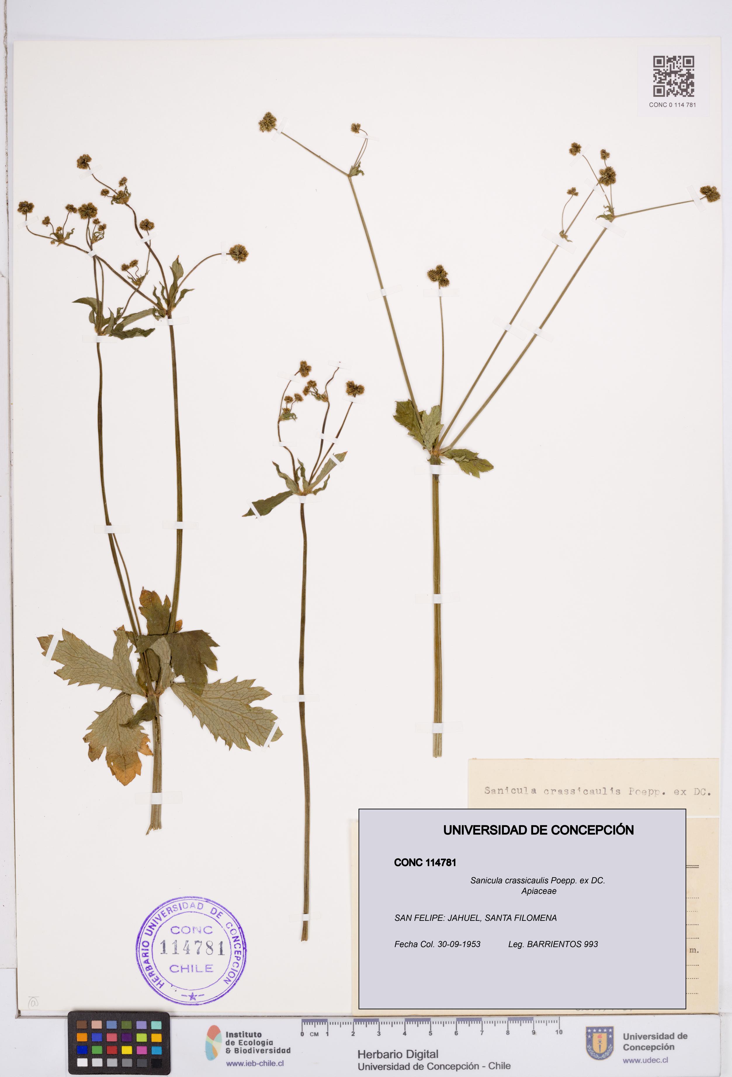 Sanicula crassicaulis [Espécimen: ]