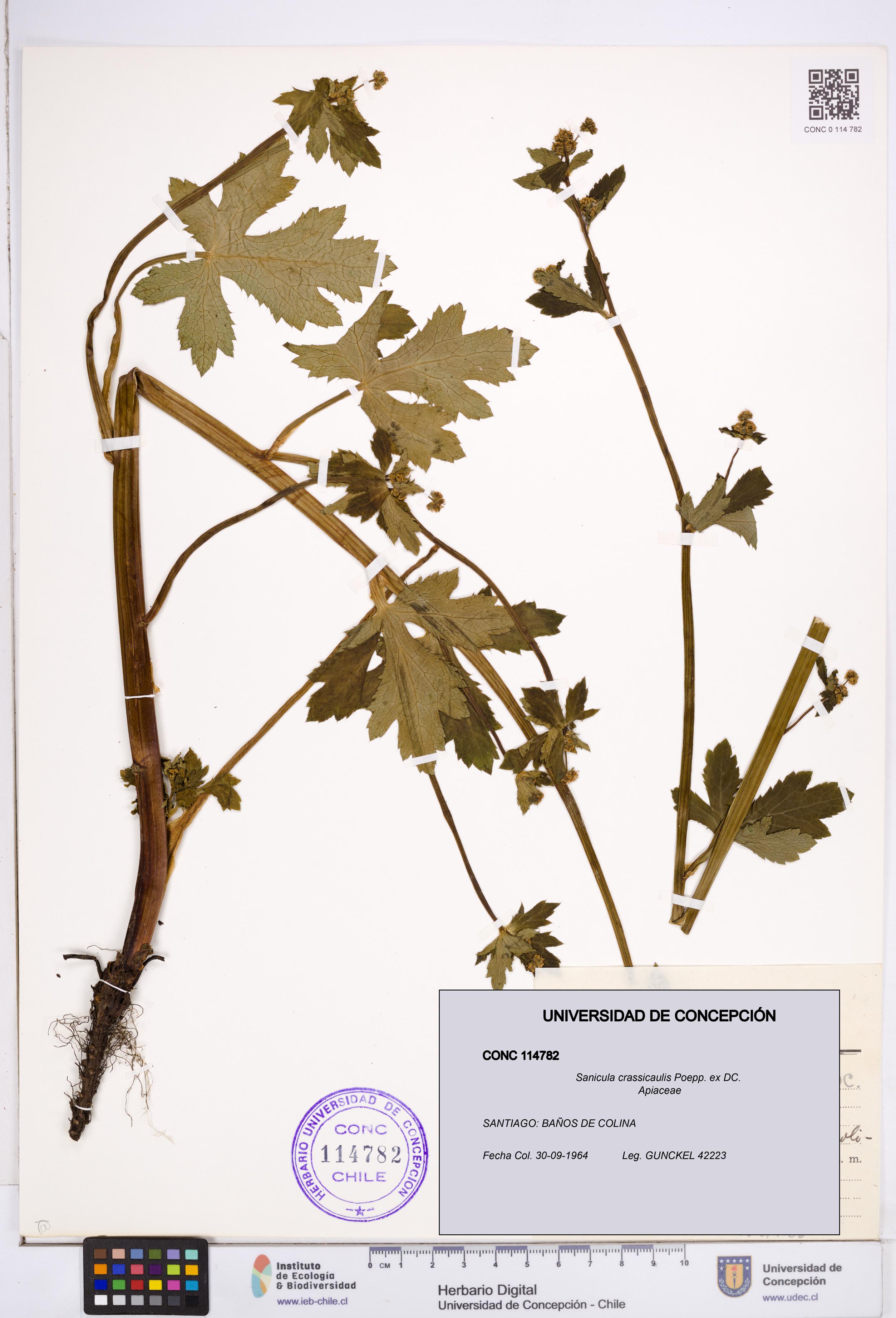 Sanicula crassicaulis [Espécimen: ]