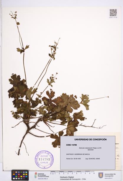 Sanicula crassicaulis [Espécimen: ]