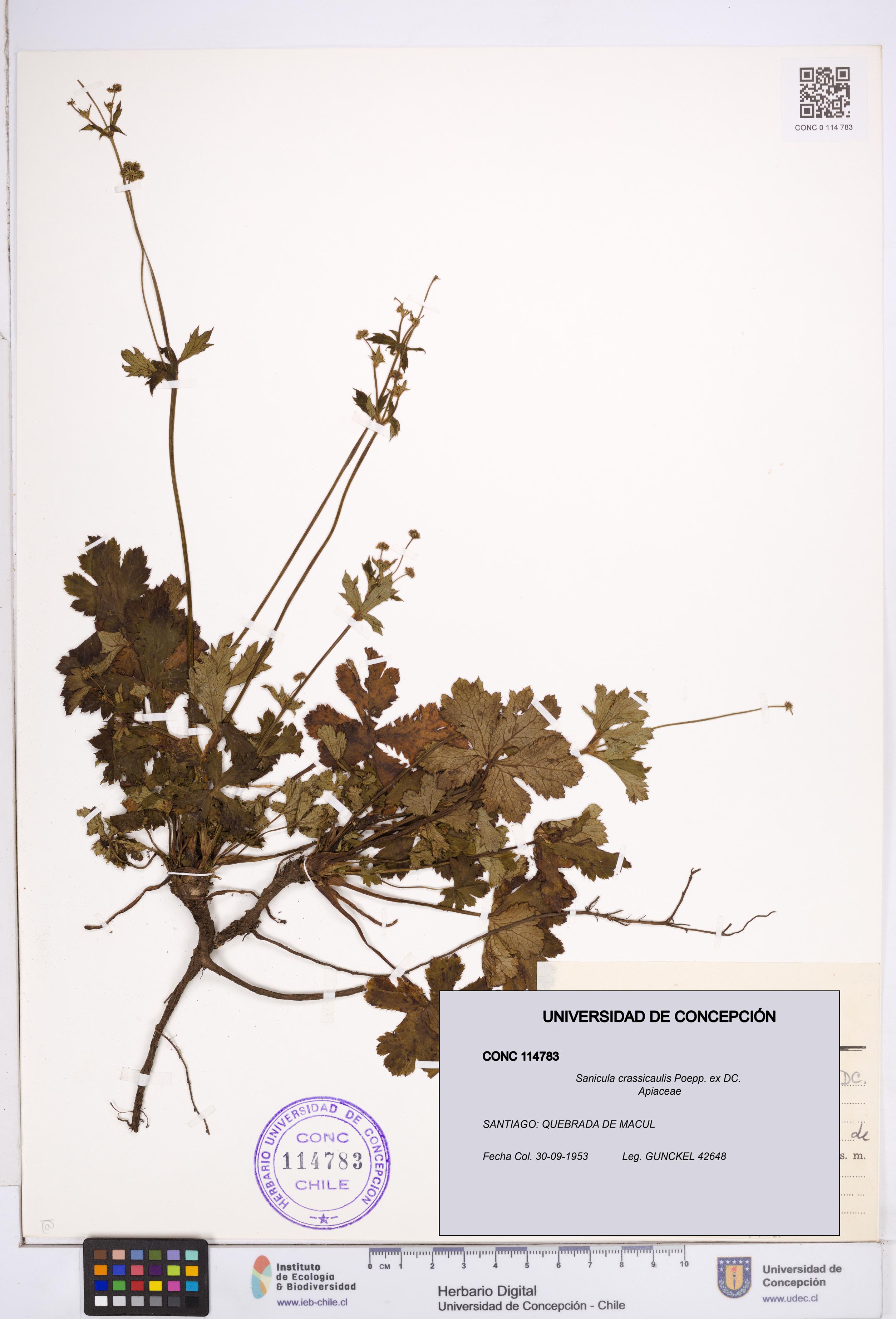 Sanicula crassicaulis [Espécimen: ]