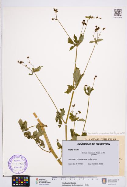 Sanicula crassicaulis [Espécimen: ]