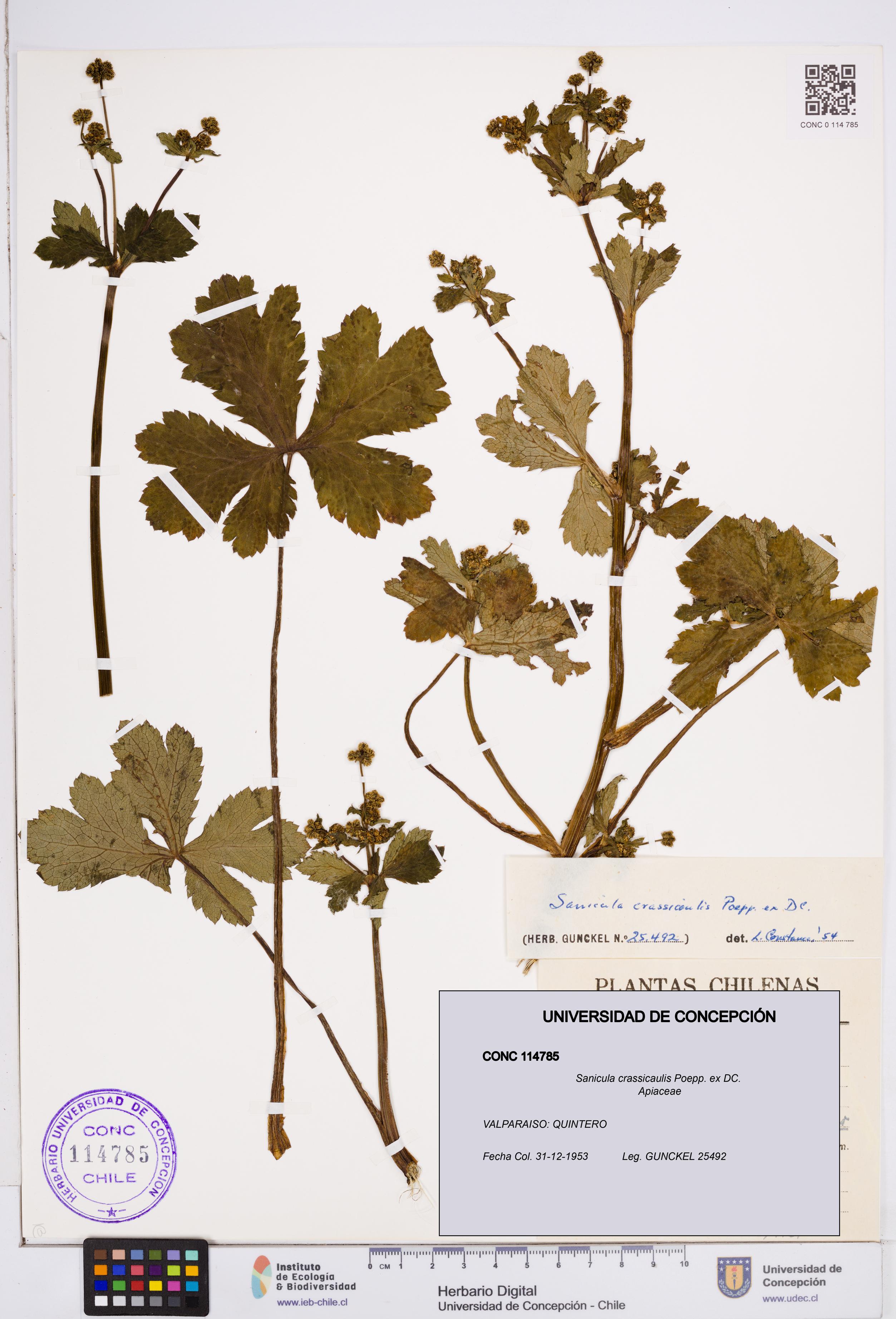 Sanicula crassicaulis [Espécimen: ]