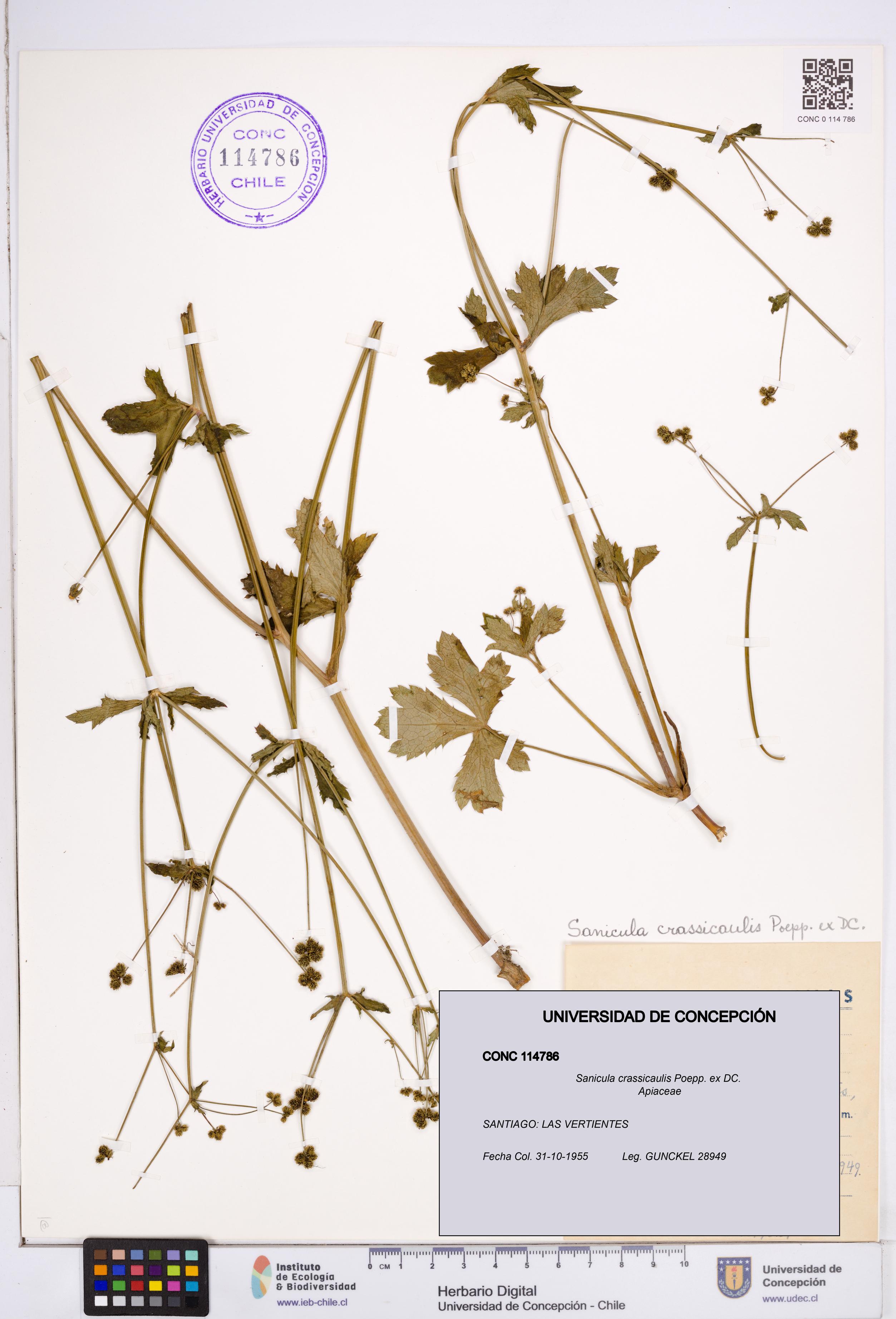 Sanicula crassicaulis [Espécimen: ]