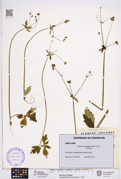 Sanicula crassicaulis [Espécimen: ]