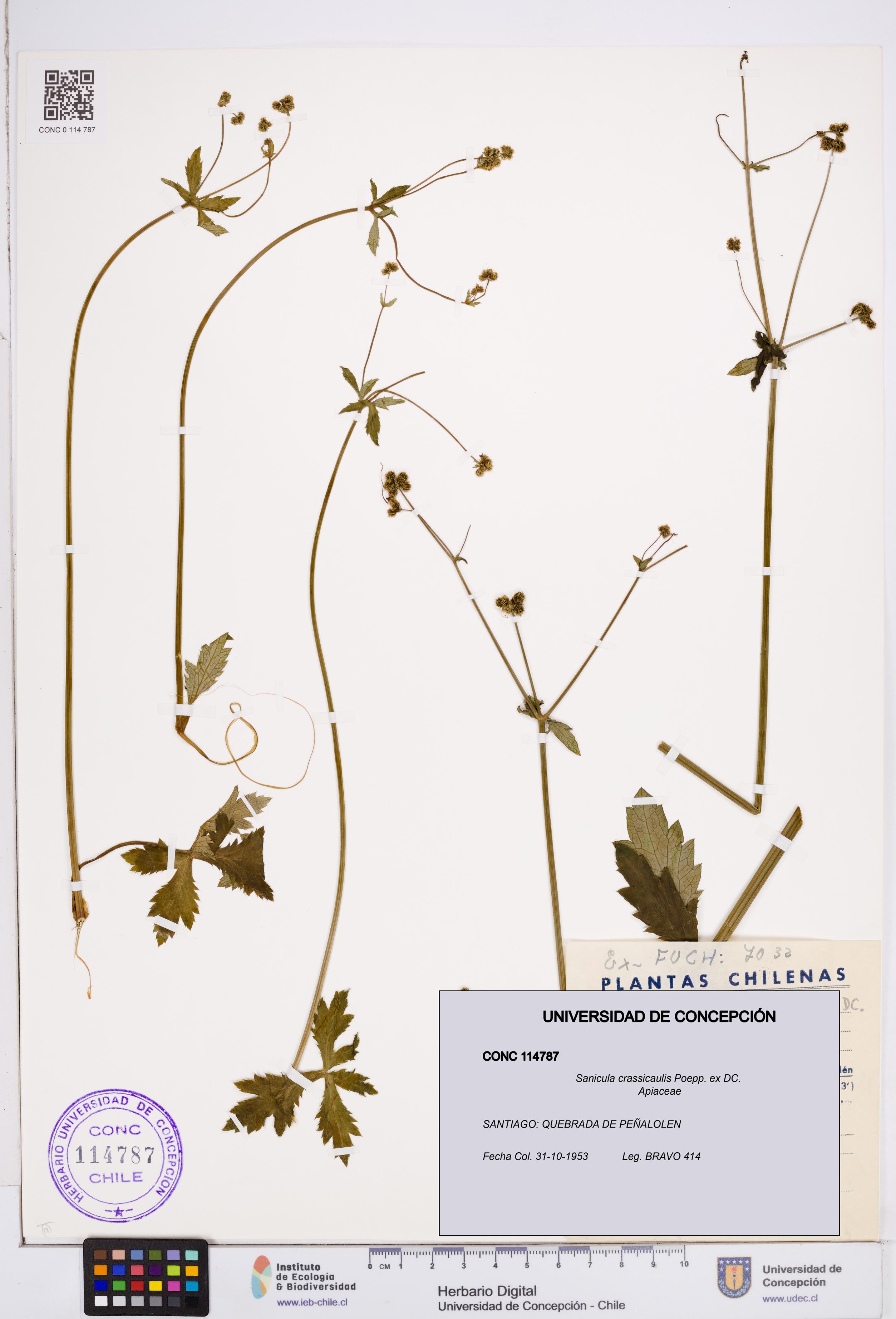 Sanicula crassicaulis [Espécimen: ]