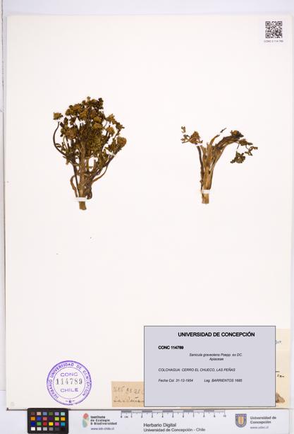 Sanicula graveolens [Espécimen: ]