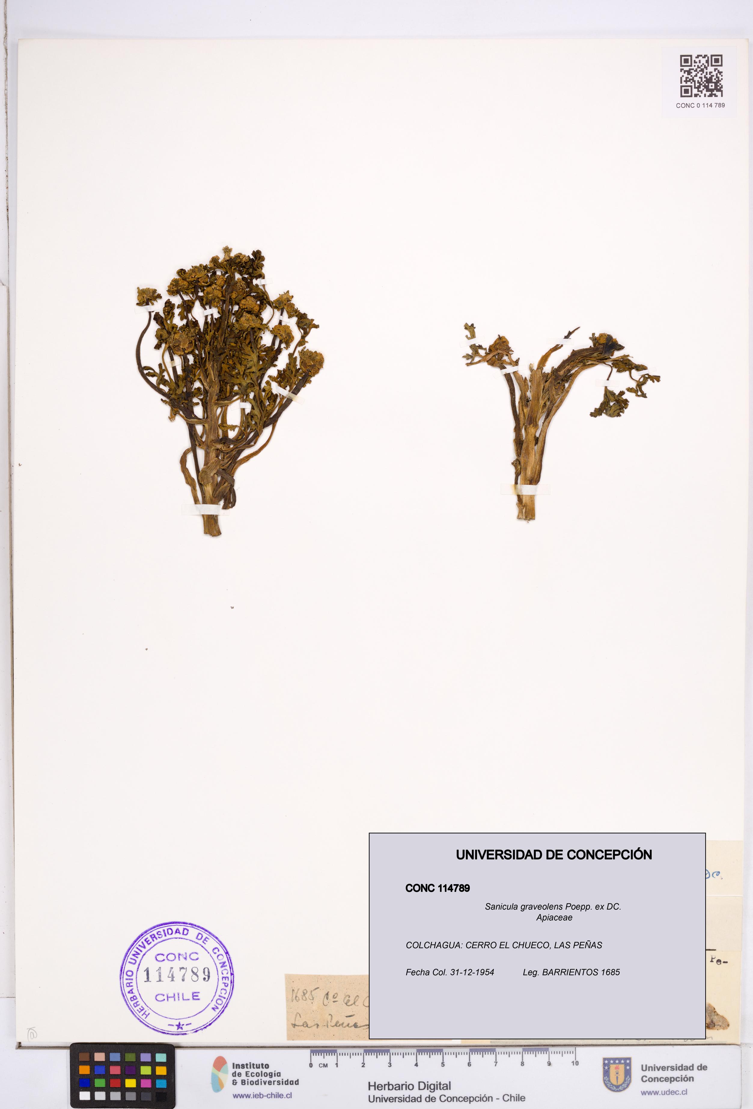 Sanicula graveolens [Espécimen: ]