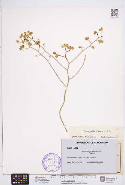 Gymnophyton flexuosum [Espécimen: ]