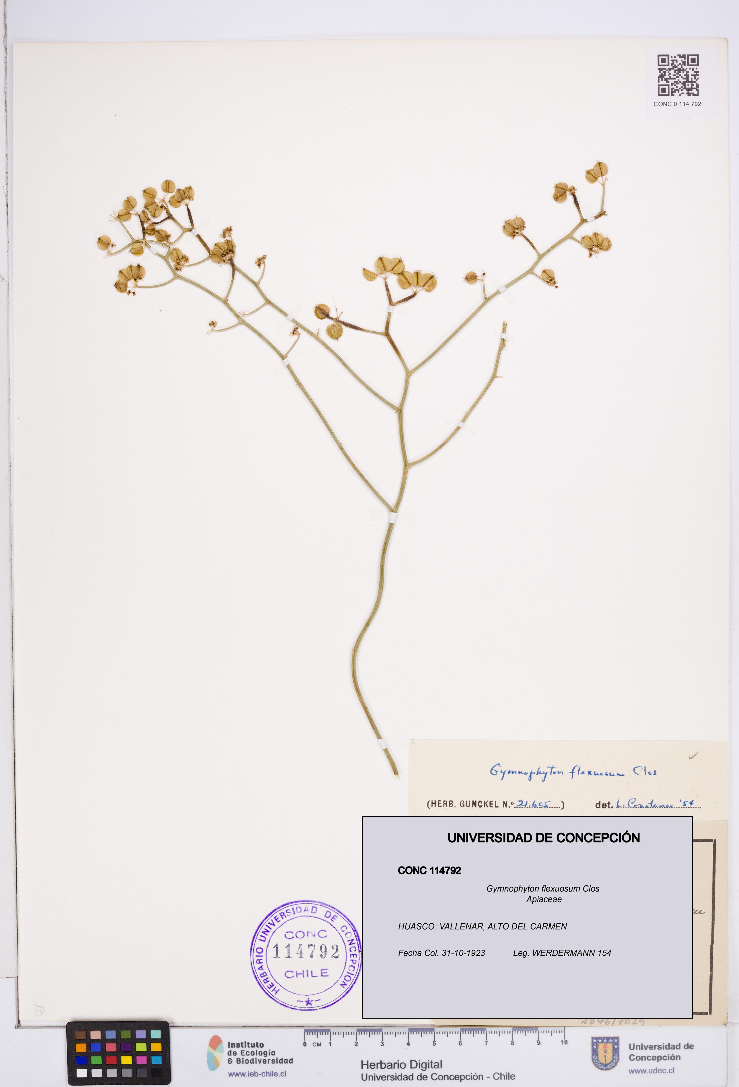 Gymnophyton flexuosum [Espécimen: ]