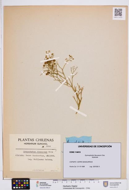 Gymnophyton flexuosum [Espécimen: ]