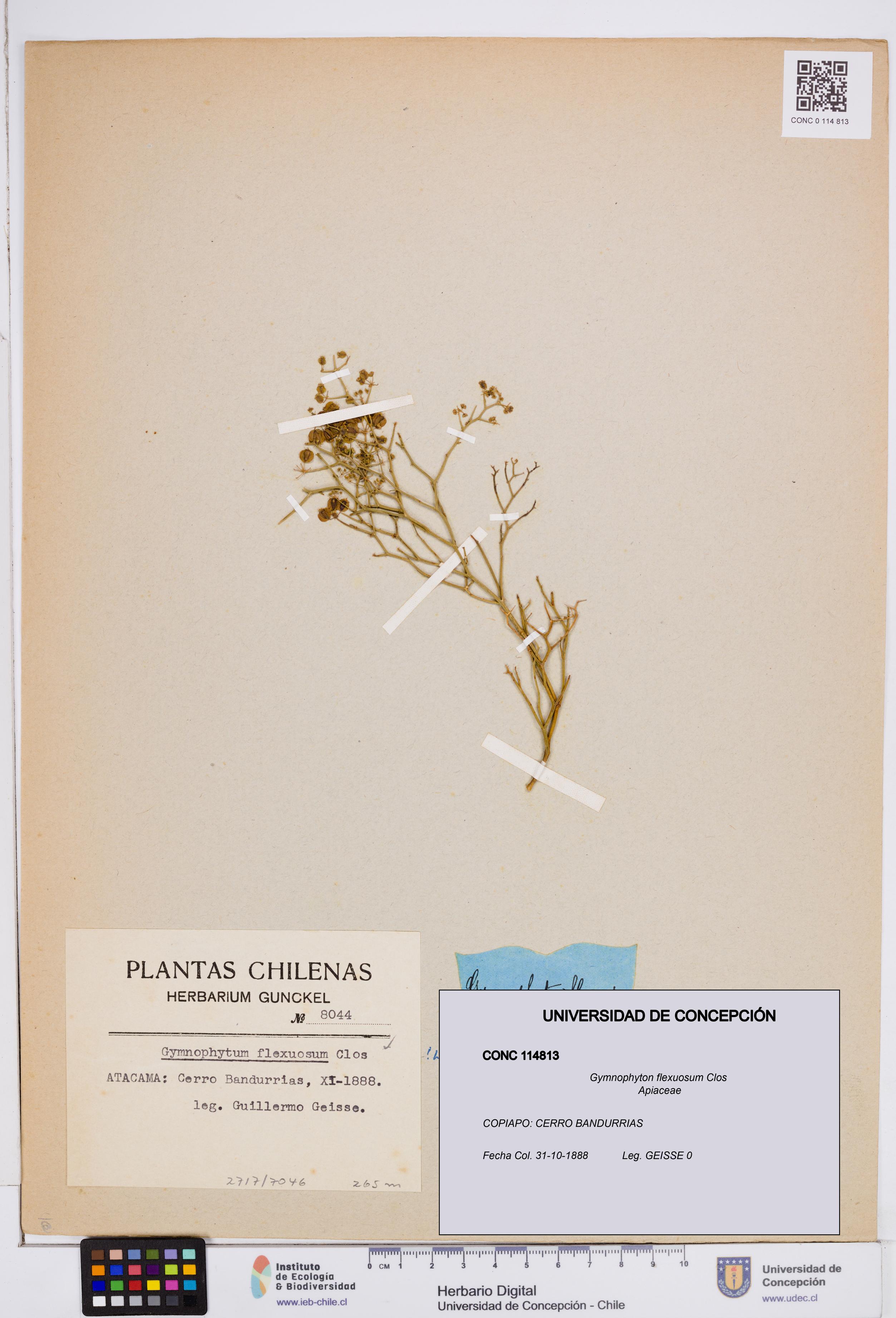 Gymnophyton flexuosum [Espécimen: ]