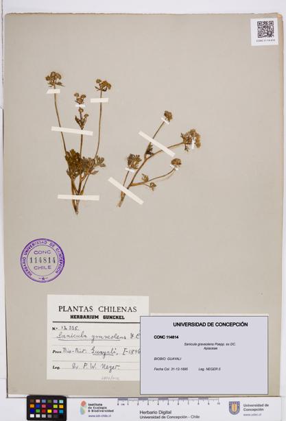 Sanicula graveolens [Espécimen: ]