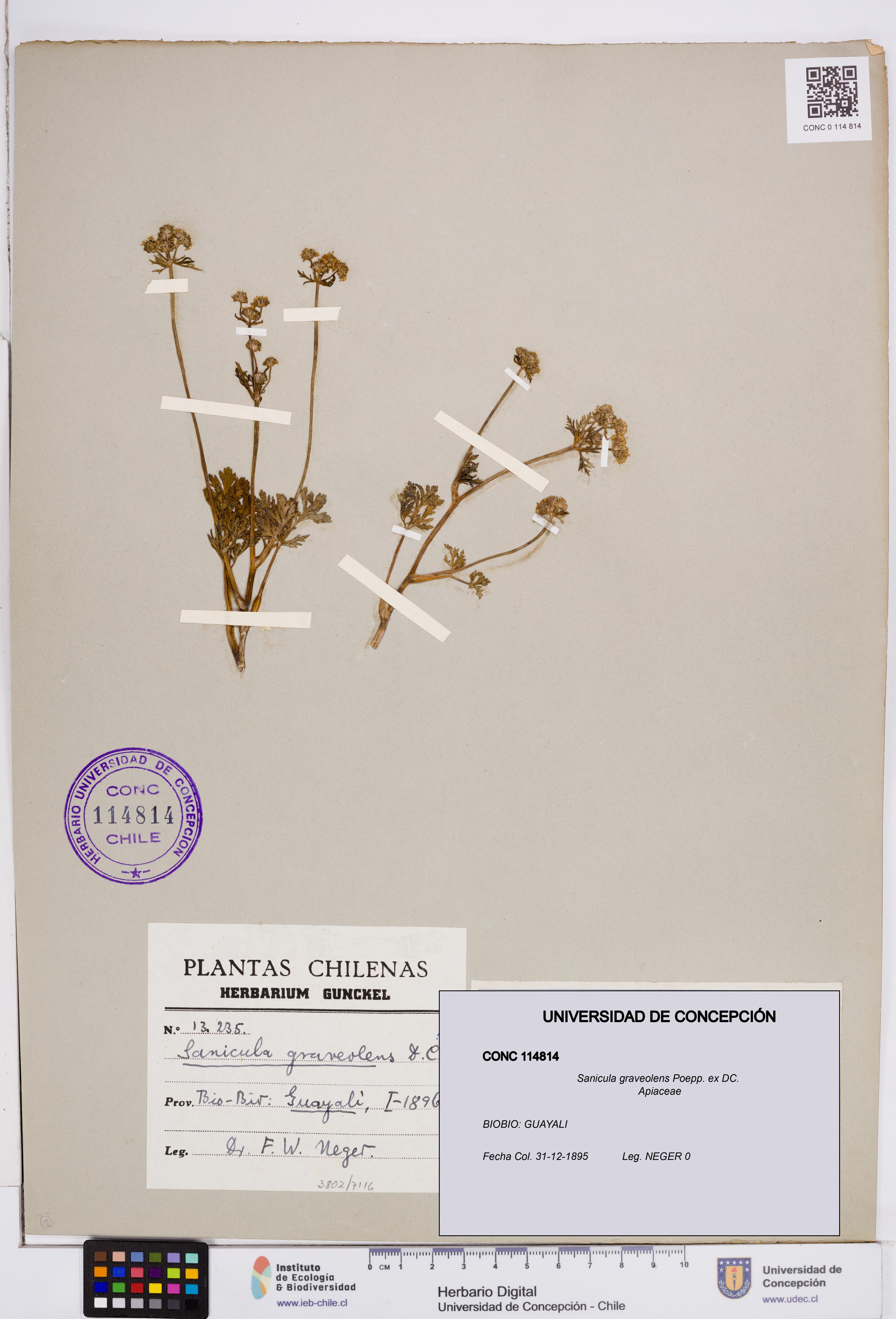 Sanicula graveolens [Espécimen: ]