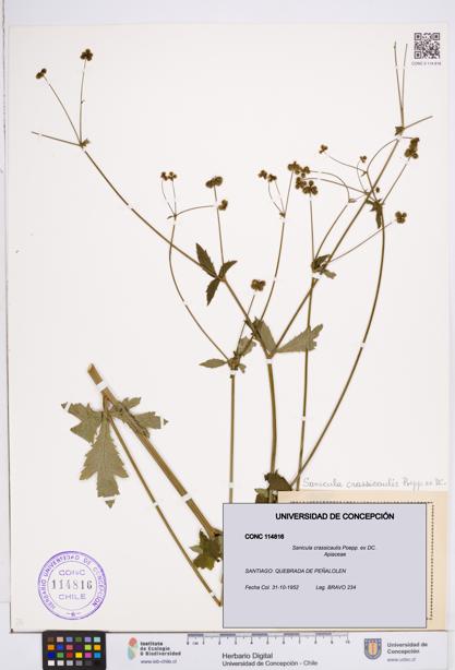 Sanicula crassicaulis [Espécimen: ]