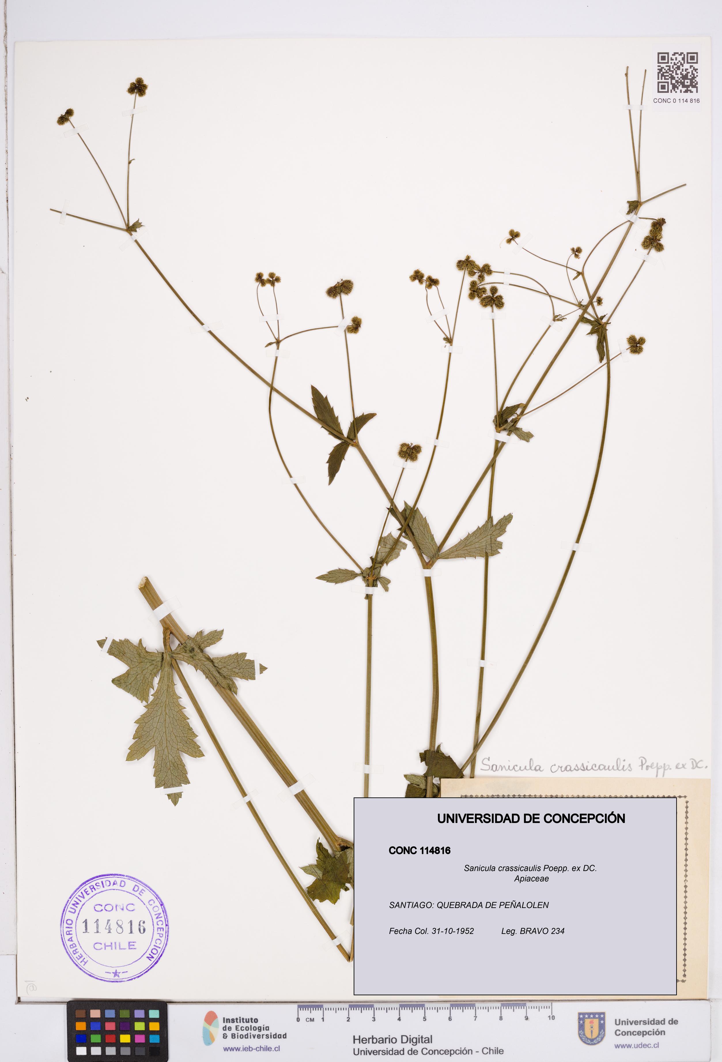 Sanicula crassicaulis [Espécimen: ]