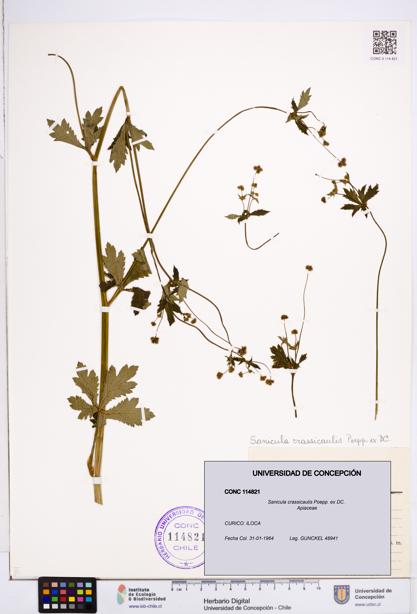 Sanicula crassicaulis [Espécimen: ]