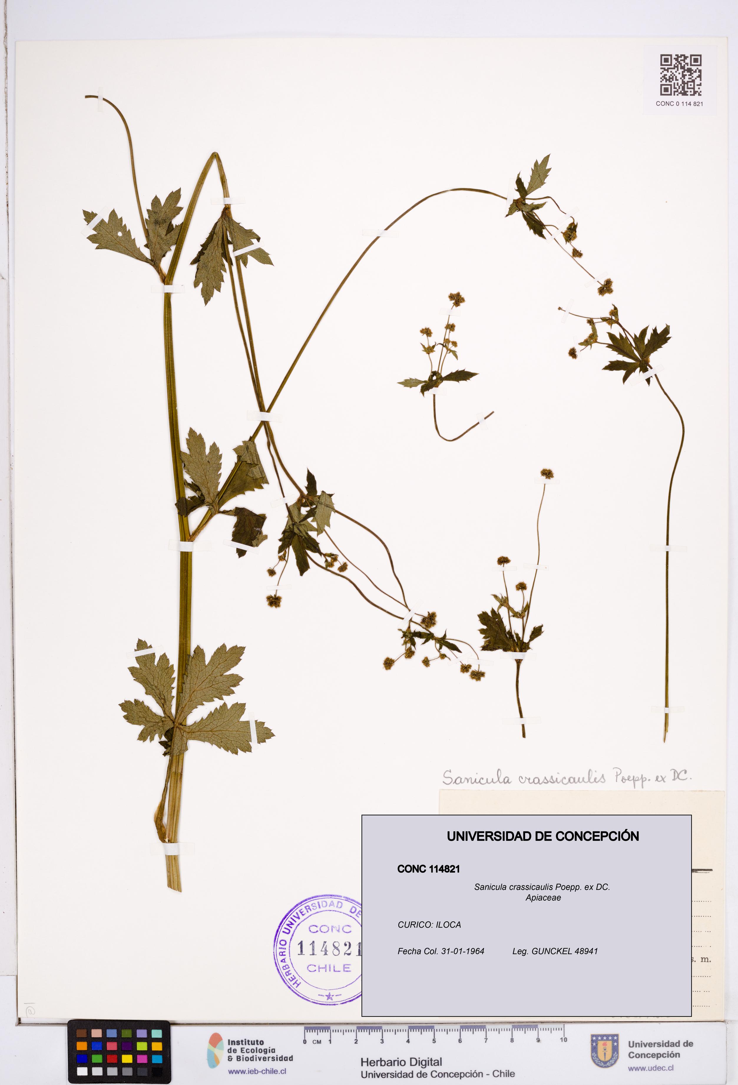 Sanicula crassicaulis [Espécimen: ]