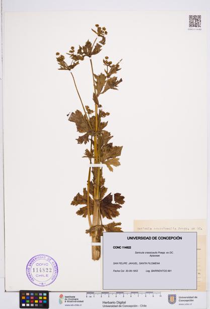 Sanicula crassicaulis [Espécimen: ]