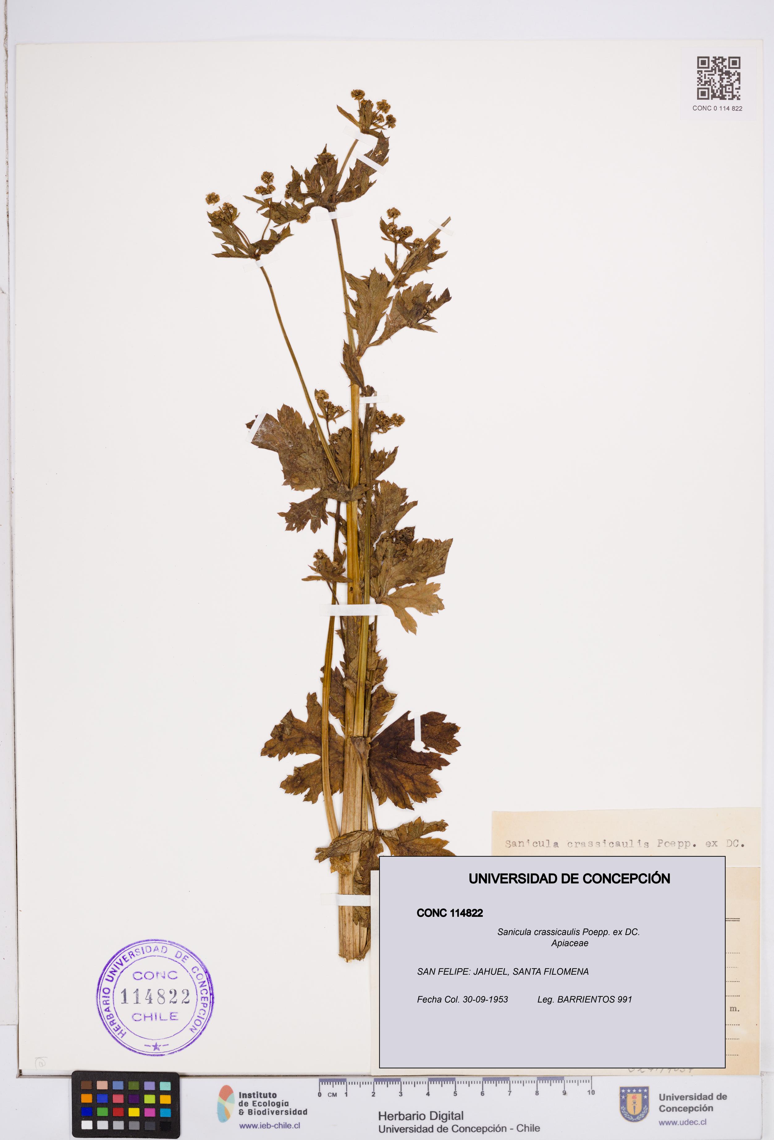 Sanicula crassicaulis [Espécimen: ]